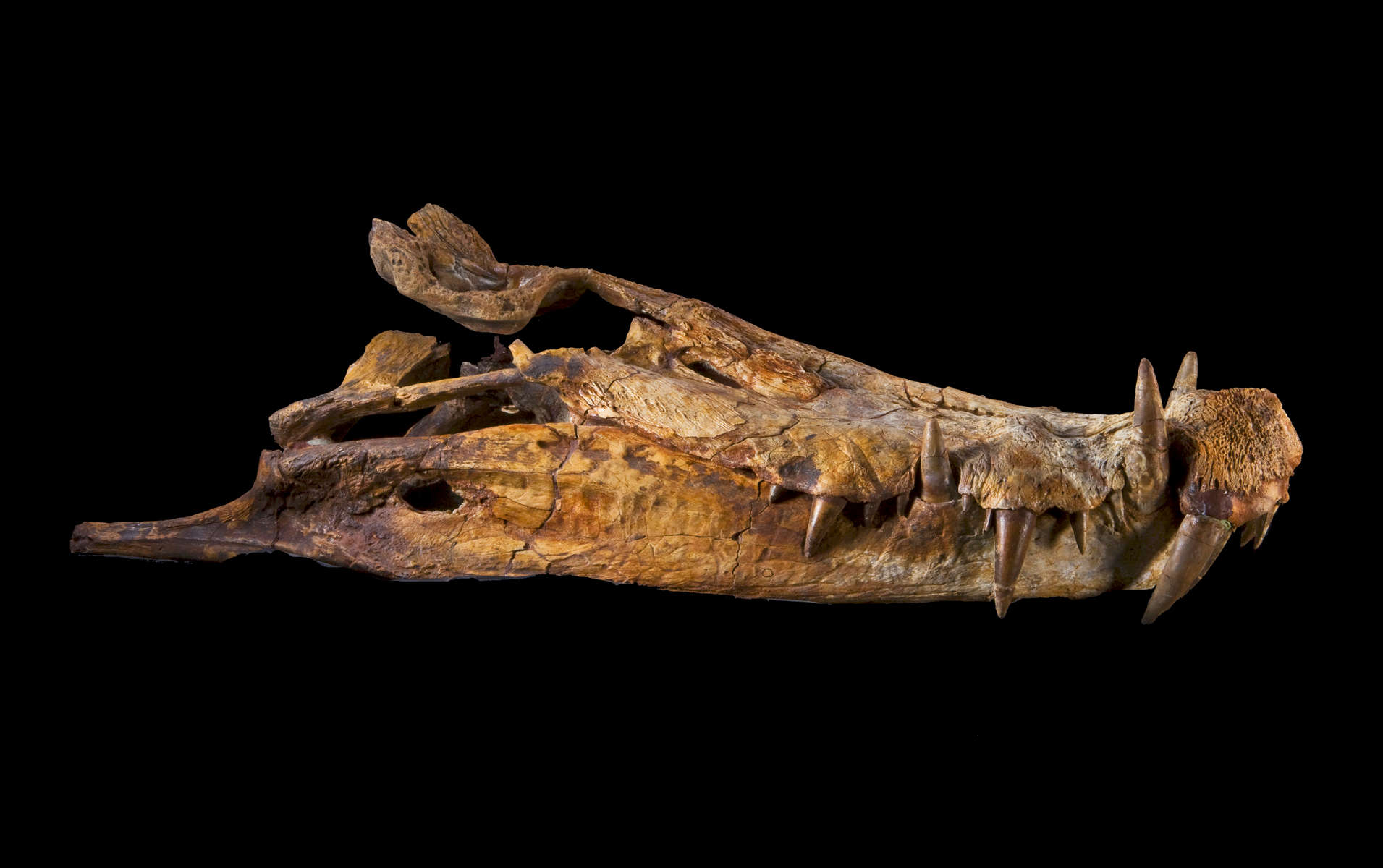 ST-boar-croc-Dinosaur---Fossil---2016---1127B
