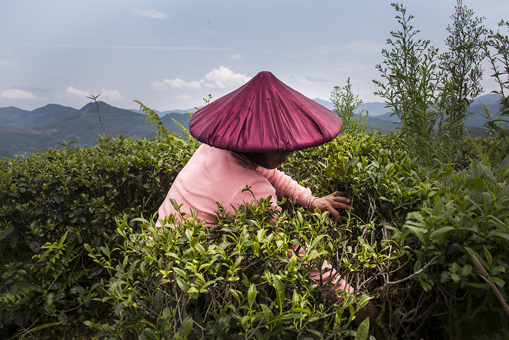 A worker removes weed around Camellia sinenis shrubs in Fujian province, China.Due to climate change the growing season in China's agriculture sector is lengthening, with an earlier spring and a later winter, and timing of fertilisation, irrigation, planting and harvesting must all change. Production processes are altered as their elements all change: Coastal farming regions such as Fujian province, are at risk of flooding, saltification, or erosion according to Xu Yinlong, a member of the Scientific Steering Committee leading UNEP's ‘Programme of Research on Climate Change Vulnerability, Impacts and Adaptation'. In order to adapt, the tea planation in the image above has resolved to switching to an organic plantation higher up in a mountainous area. Not only the shrubs are less vulnerable to flooding , but in addition organic farming yields higher quality plants compared to conventional farming and tastes better. This is most likely because organic tea plants live under greater stress than conventional tea plants since farm managers don't apply the same amount of pesticides, fertilizers, and other chemicals to protect them. Under stress, organic plants produce more phyochemicals.#organicfarming #organic #climatechange #katharinahesse #teacultivation #有机 #fujian