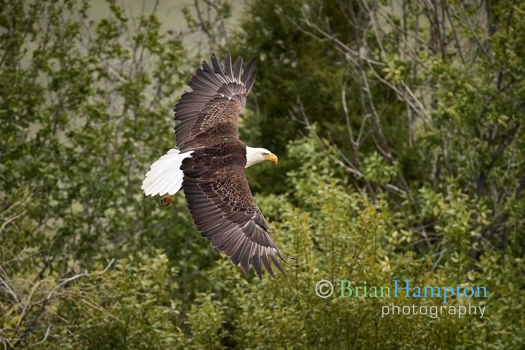 Bald-Eagle-over-the-Yellowstone_1798