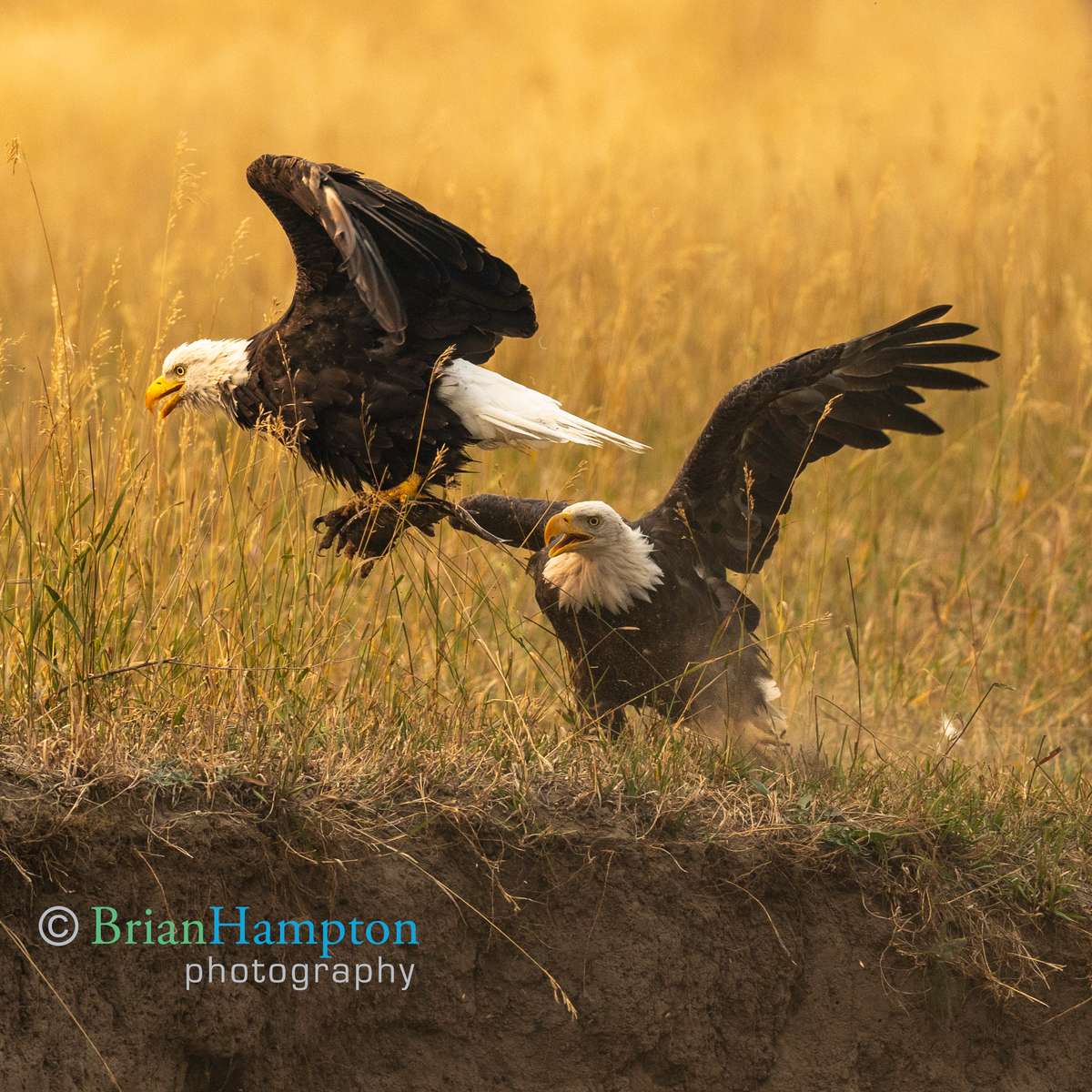 Bald-Eagles-and-fish-Sept-24_1839