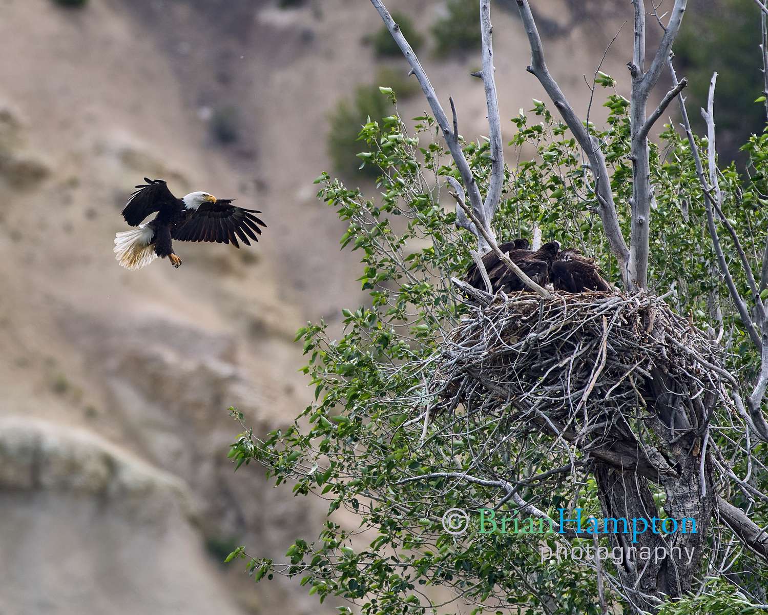 Bald-Eagles-in-a-crowded-nest_8050-2