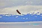 Bald Eagle over the inlet at Homer