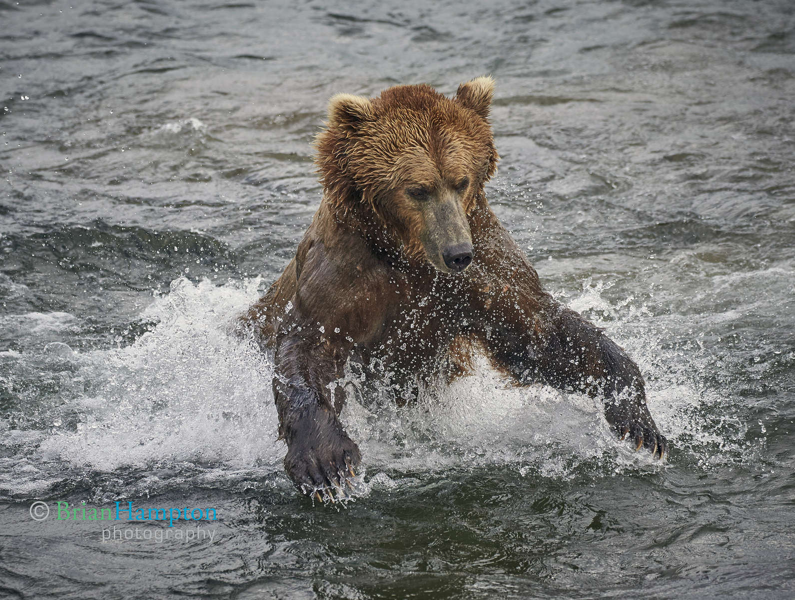 Bear-Alaska2015_7824-1