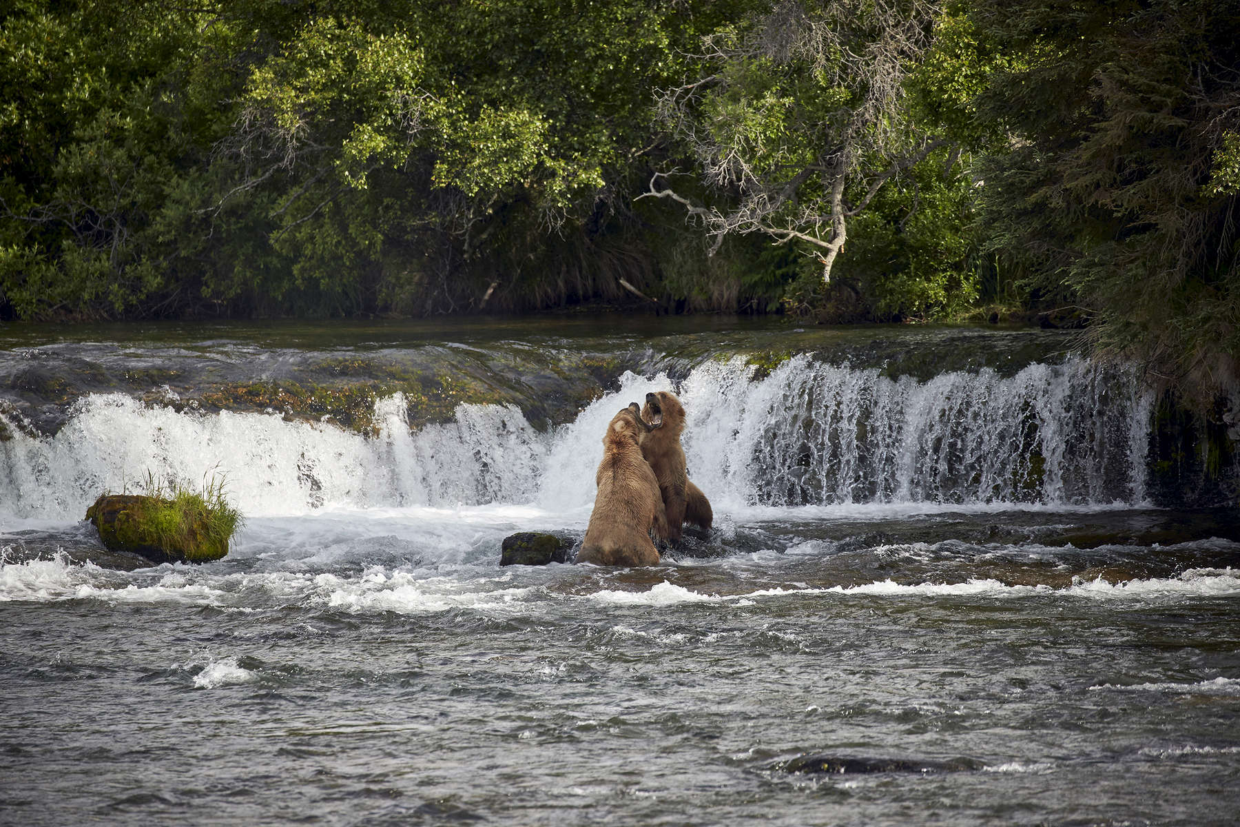 Bear Fight at the Falls