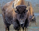 Bison-face-to-face_1781