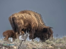 Bison-with-Red-Dog-hiding_2663