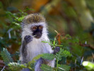 Black-Faced Vervet Monkey