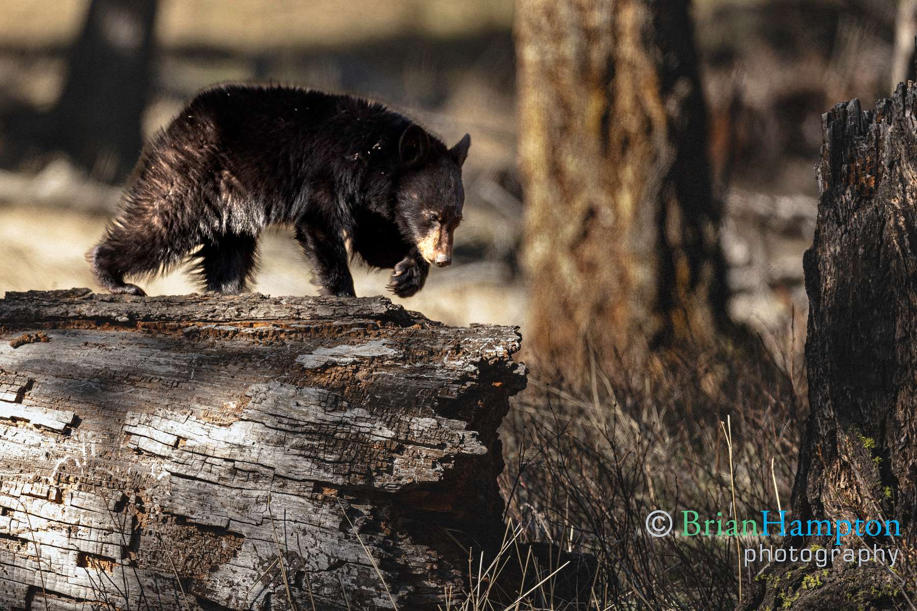 Black-bear-cub-explores-the-neighborhood_4922