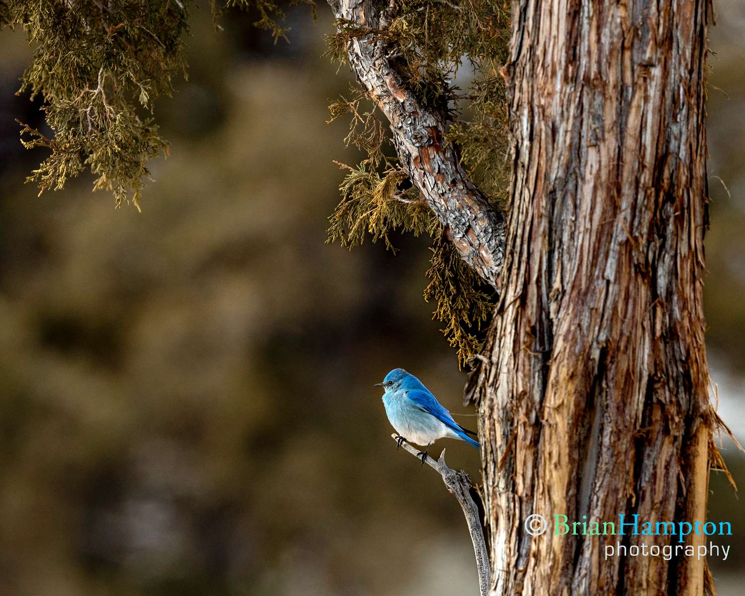 Bluebird-on-perch_3041