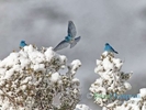 Bluebirds-arrived-today_2795