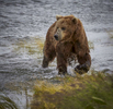 Brown Bear Alaska Penninsula