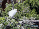 Cattle-Egret-mating-plumage-April2019_4224