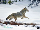 Coyote on the run