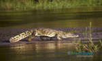 Zambeze Crocodile