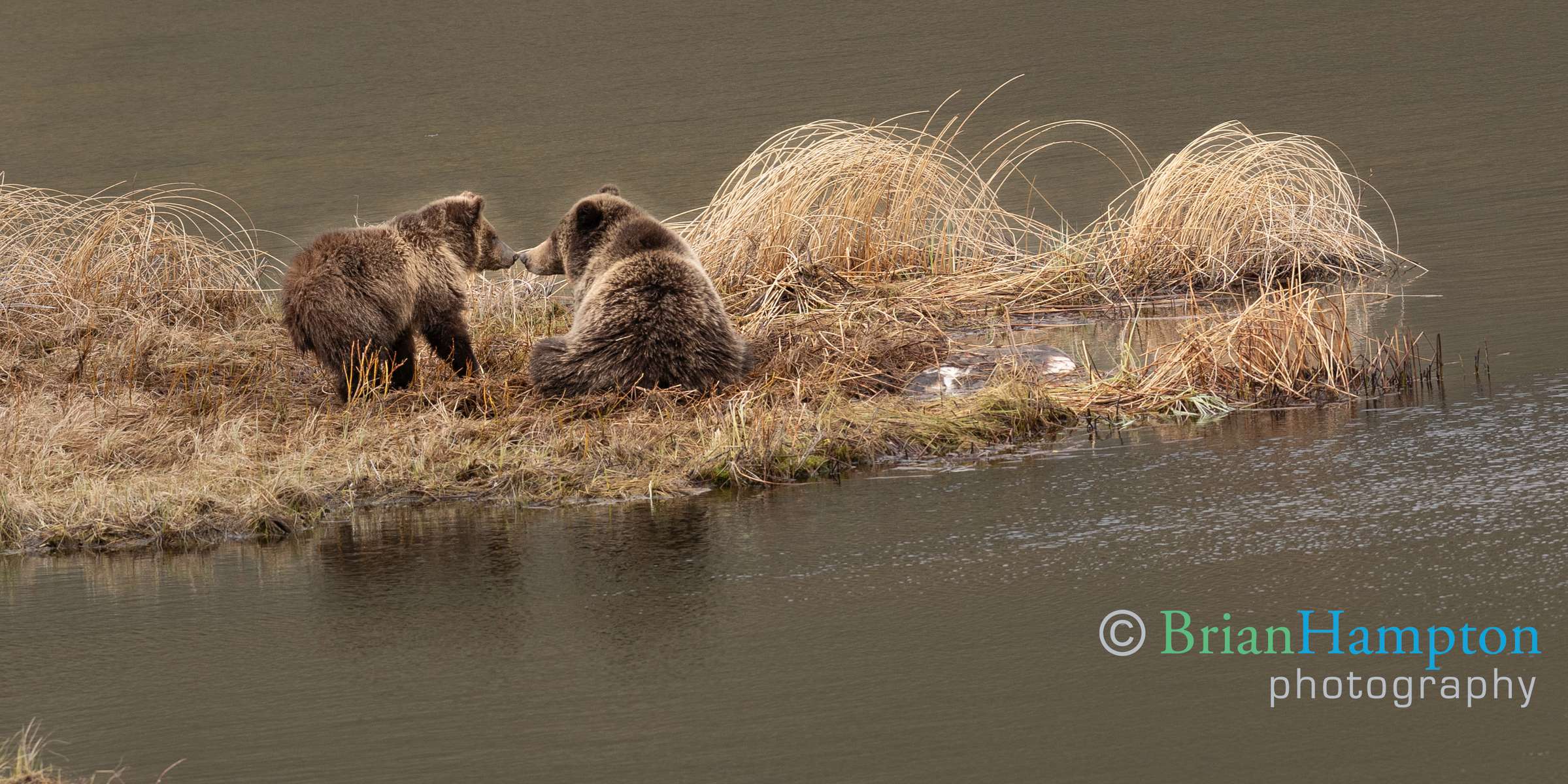 Cub-bonding-with-mom_5150