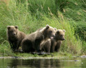 Cubs by the Stream