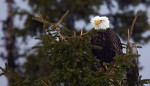 Eagle in the Pines
