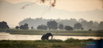 Elephant at Sunrise on the Zambeze