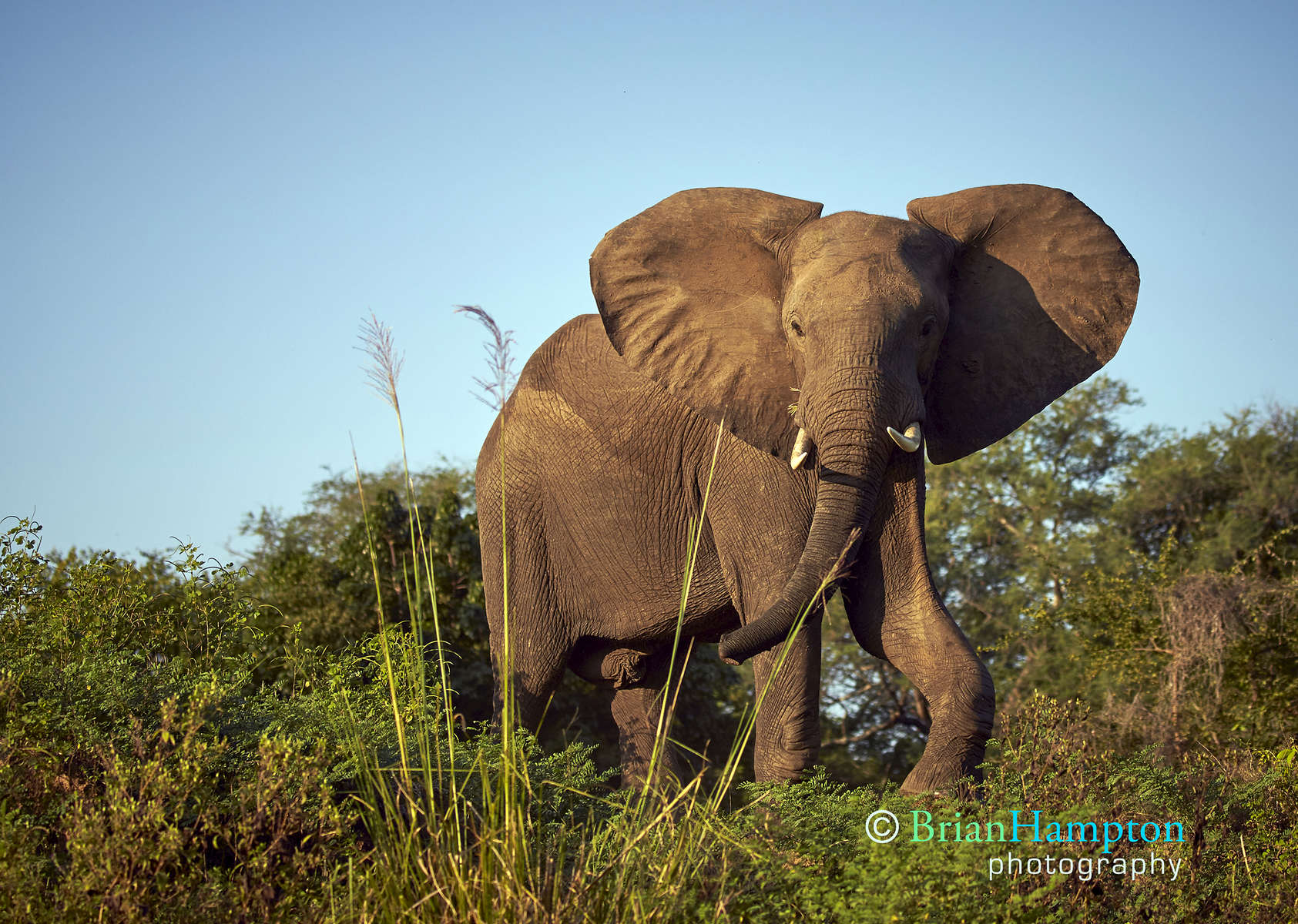 Zambeze Elephant