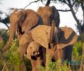 Elephants by the Zambeze