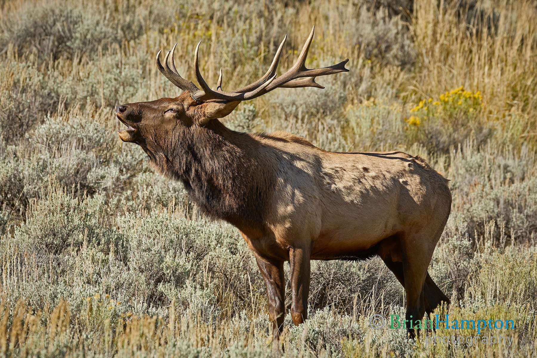 Elk-Oct2023_9110