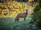 Elk-at-dawn_3386