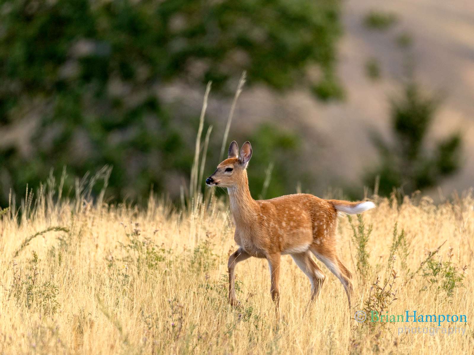 Fawn-in-the-valley_8607