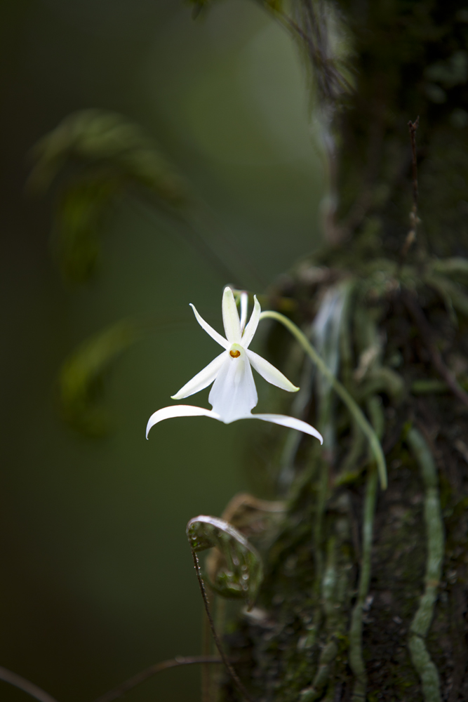Ghost Orchid