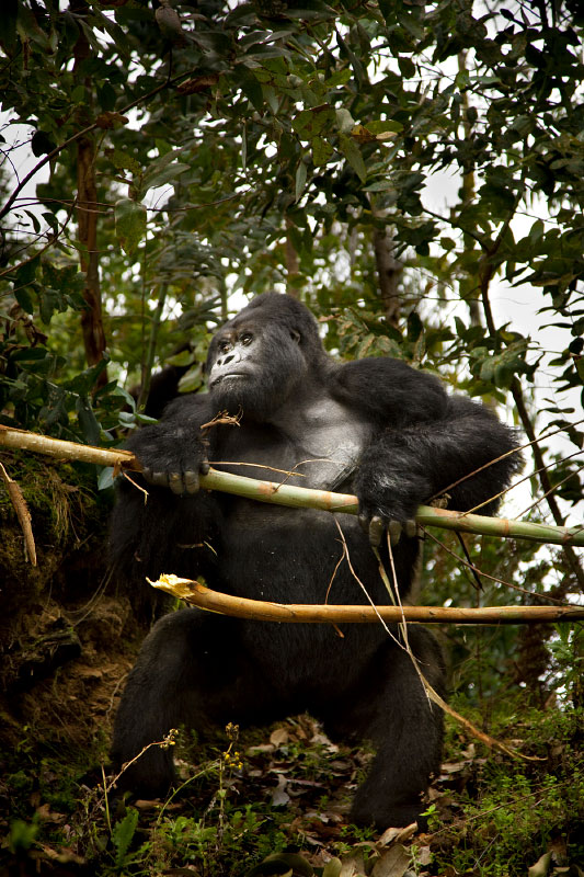 Silverback Standing Tall