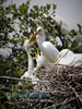 Great-Egret-chicks-fed-April2019_4184