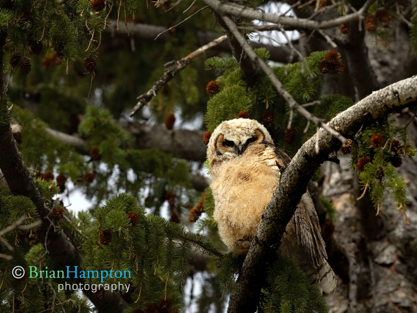 Great-Horned-Owlet_1881