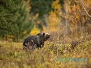 Grizzly-Oct2023_9529