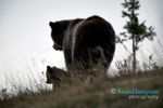 Grizzly-and-Cub-survey-the-territory_3521