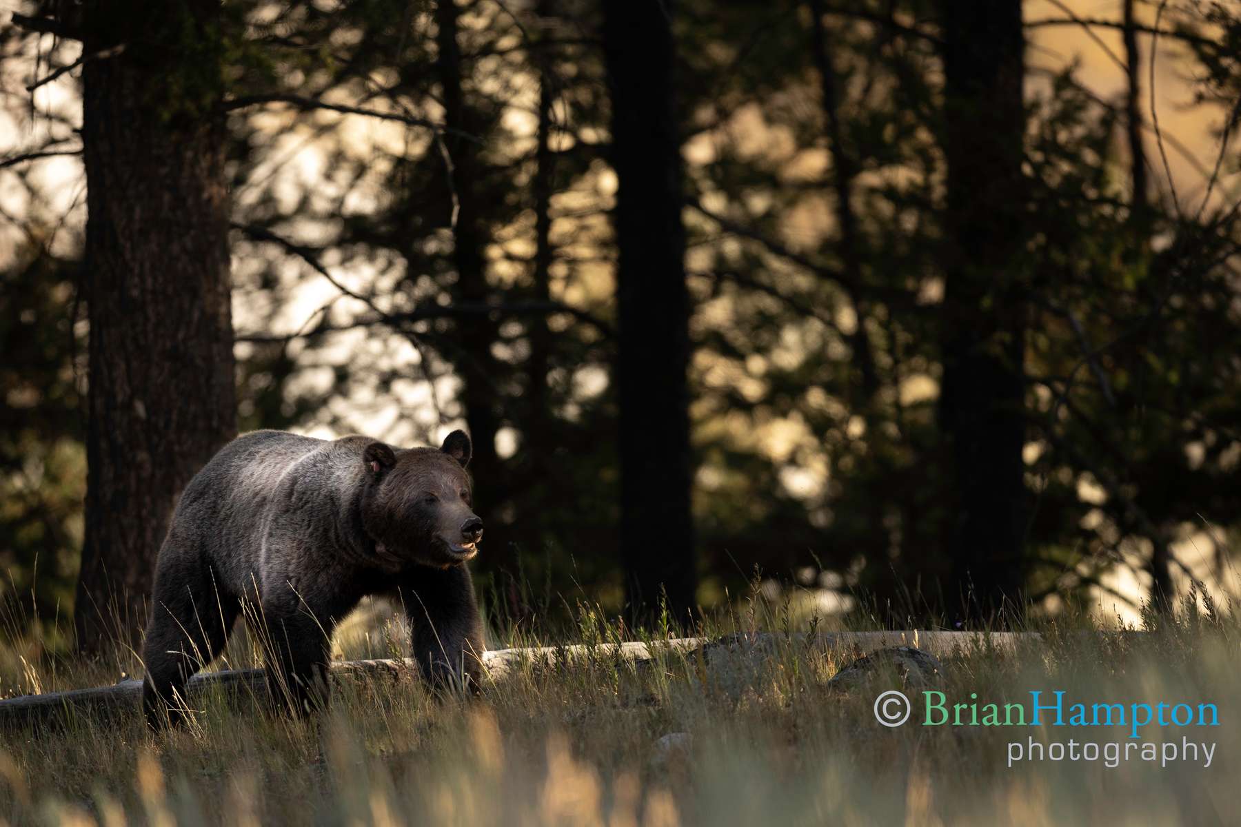 Grizzly-in-black-bear-area_7222