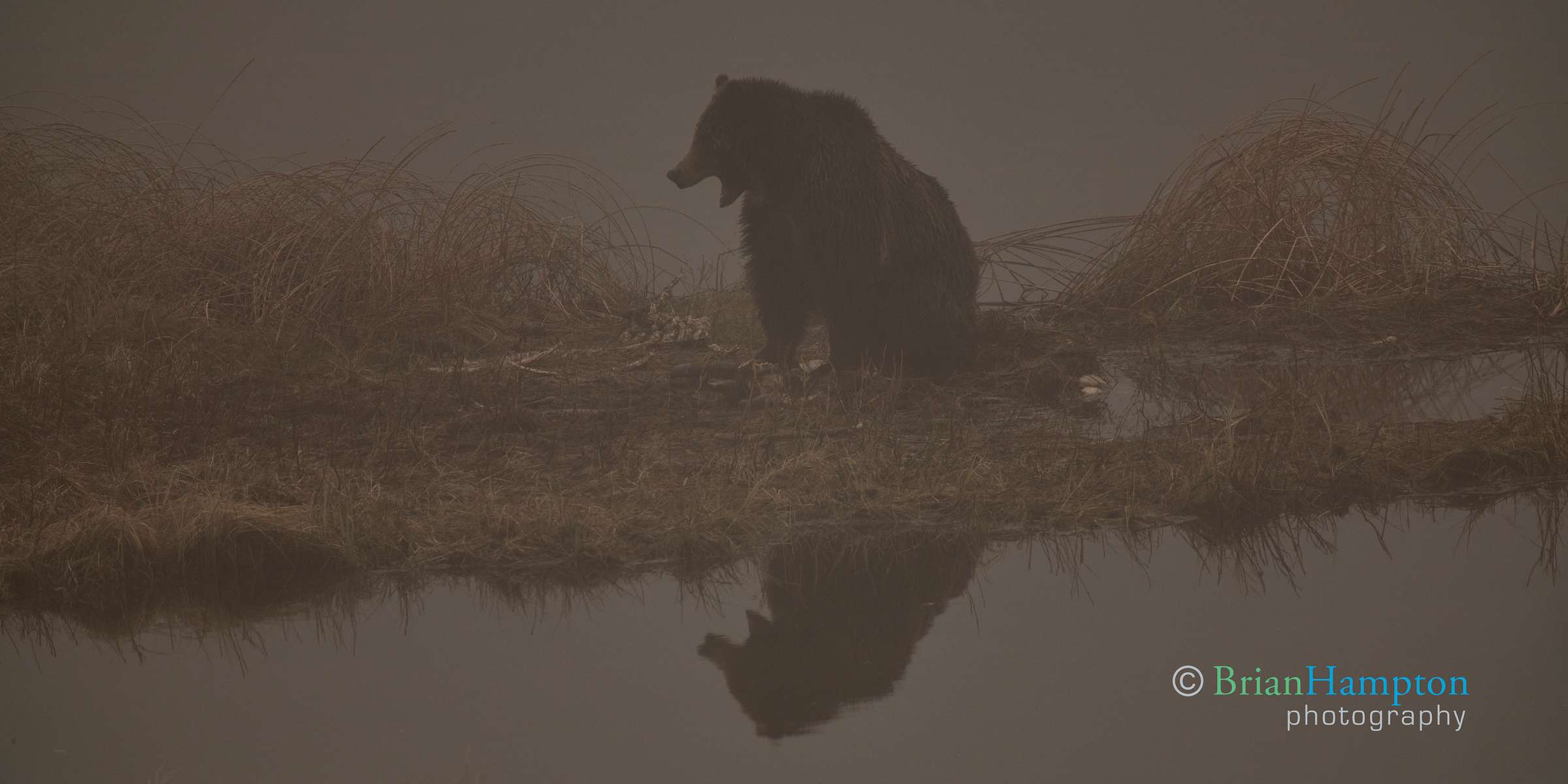 Grizzly-in-the-fog_6004