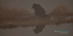 Grizzly-in-the-fog_6004