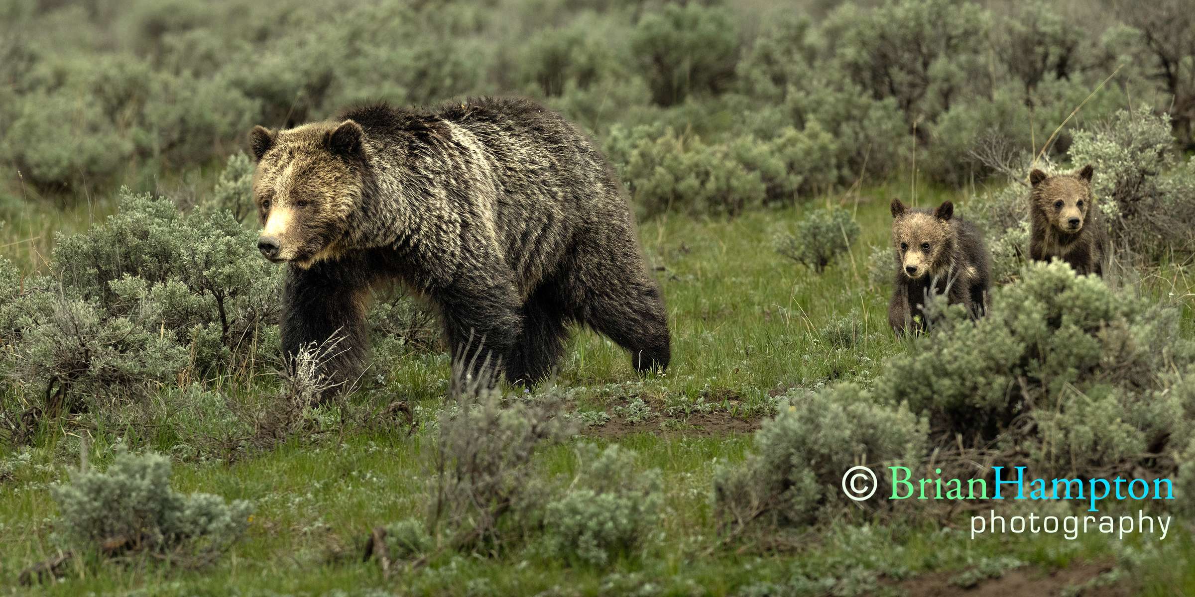 Grizzly-with-cubs_2201