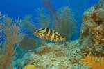 Grouper Reef