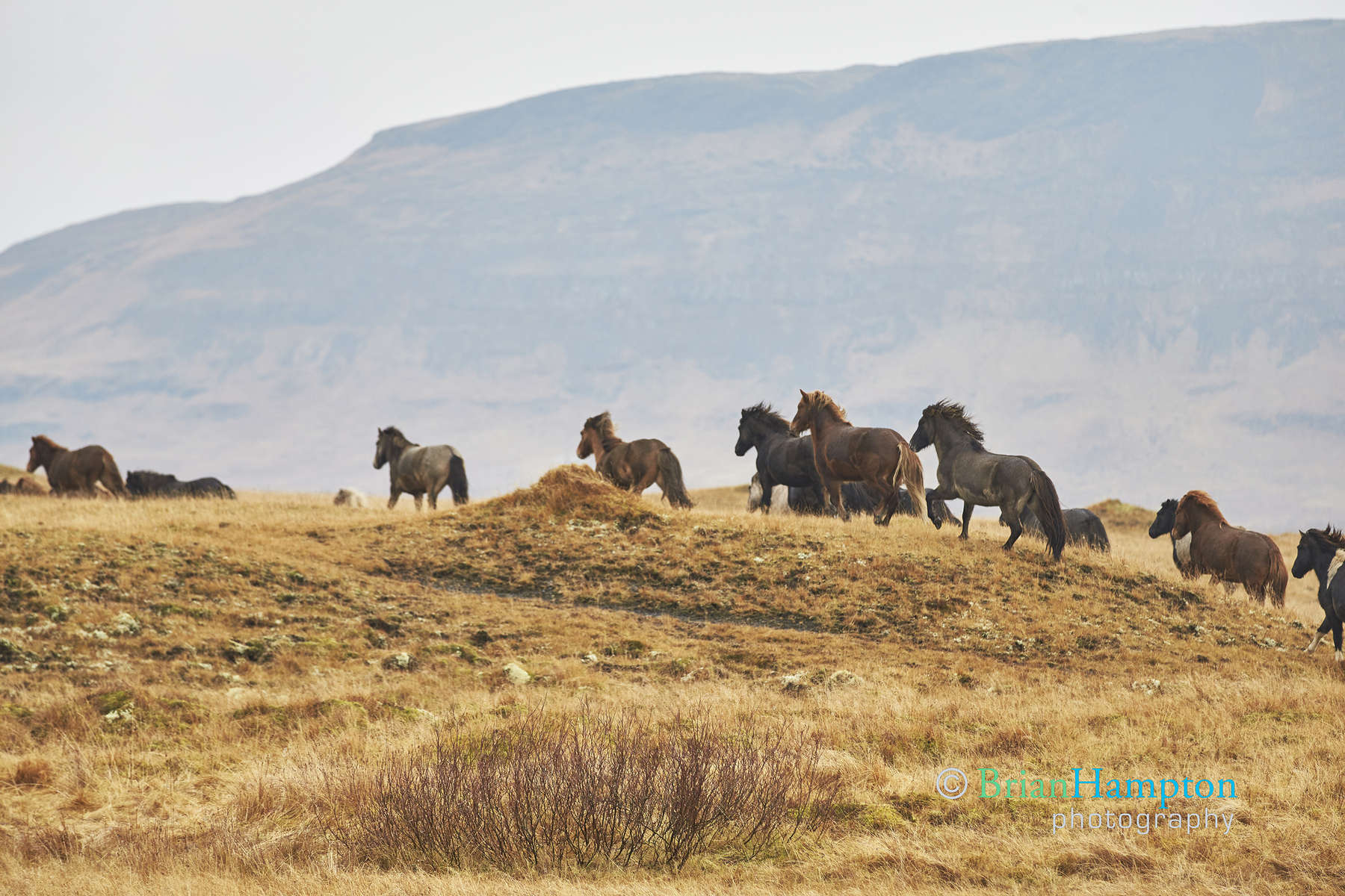 Horses-on-the-hill_0485