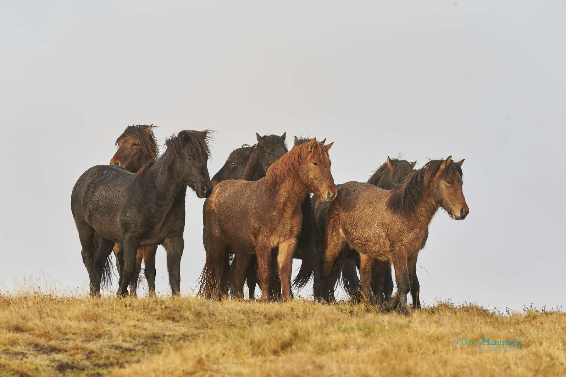 Icelandic-horses-Oct2014_0407
