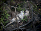 Mourning-Doves_3851