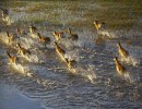 Okavango Splash