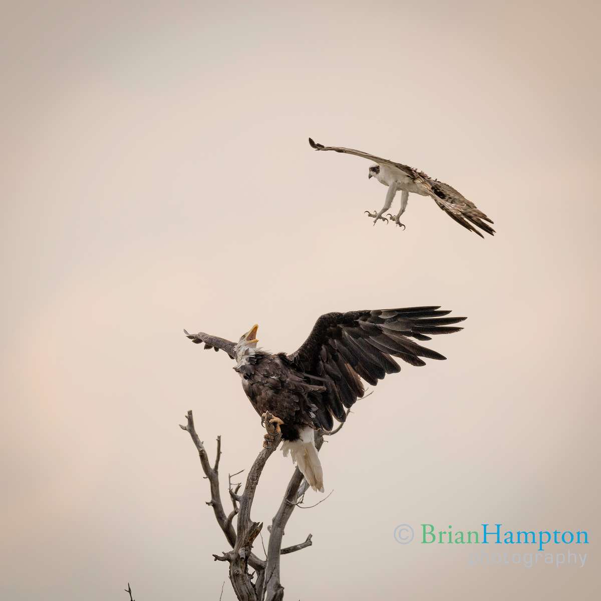 Osprey-Bald-Eagle-harassment-Sept-24_1503-copy