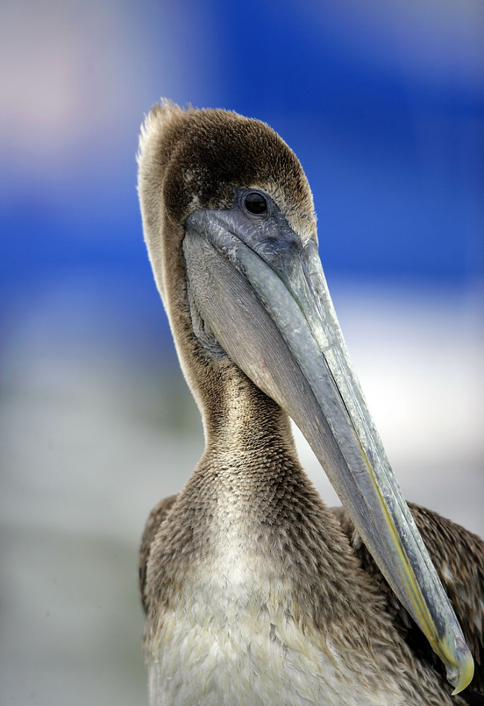 Pelican Pause