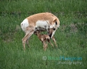 Pronghorn-with-calf_7938