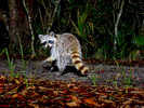 Racoon-in-the-night_5777
