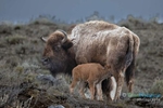 Red-Dog-nursing-with-mom-on-watch_2633