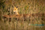 Red-Fox-peeking-into-hunting-spot_9774