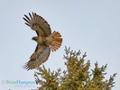 Red-Tailed-Hawk_8899