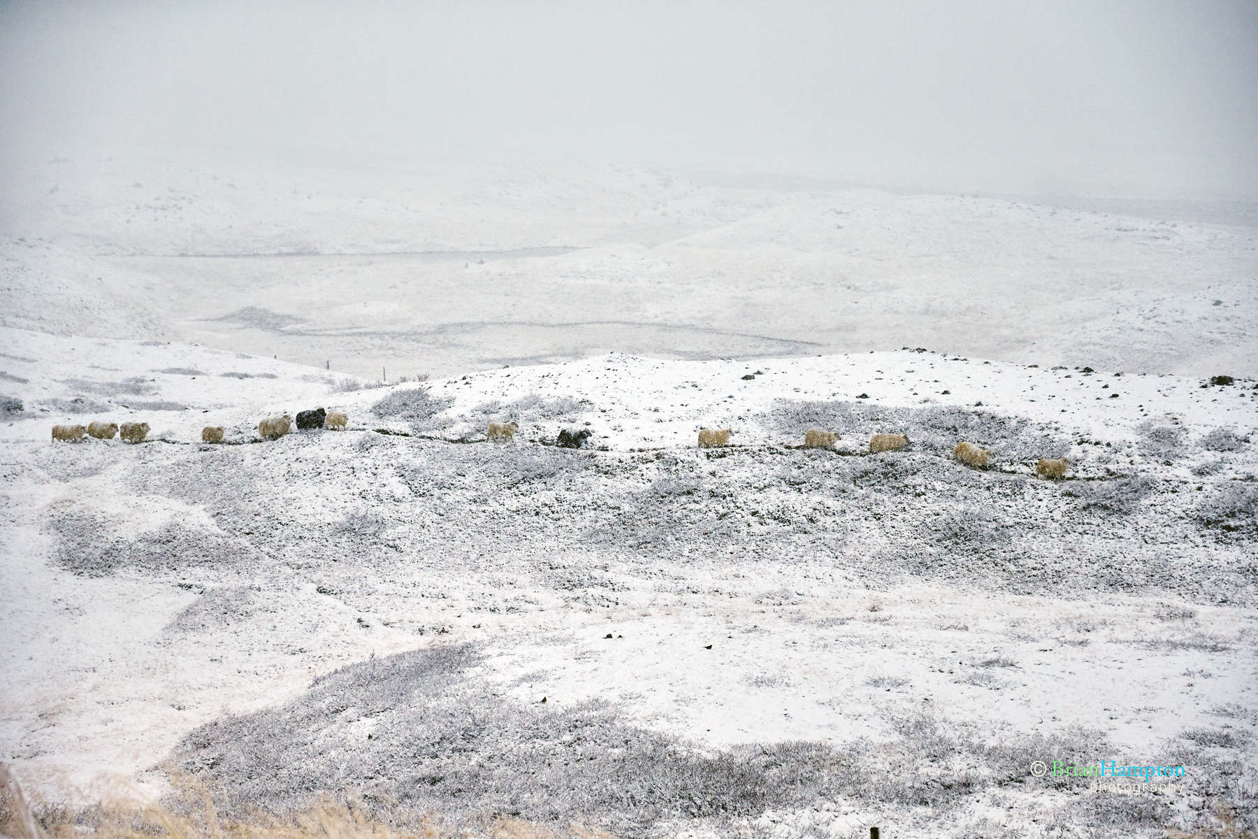 Sheep-in-a-snowstorm_9451